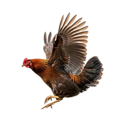 Imagen PNG para descargar